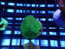 SPS Frag Special