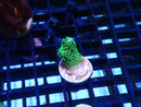 SPS Frag Special
