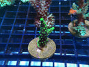 SPS Frag Special
