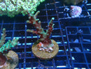 SPS Frag Special