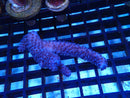 WA Acropora small