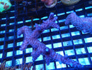 WA Acropora small