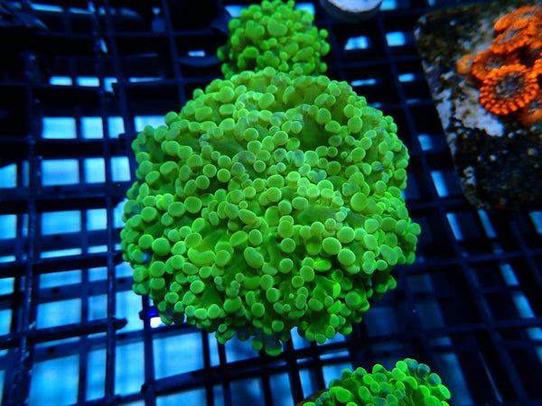 Ultra WA Frogspawn small