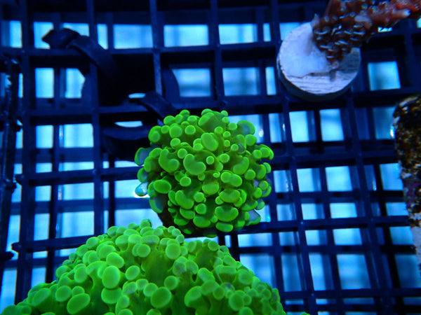 Ultra WA Frogspawn mini