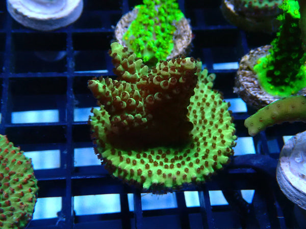 Acropora Frag