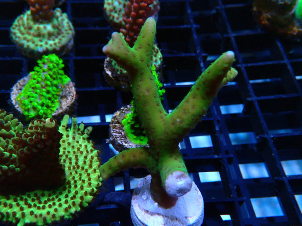 Anacopora Frag
