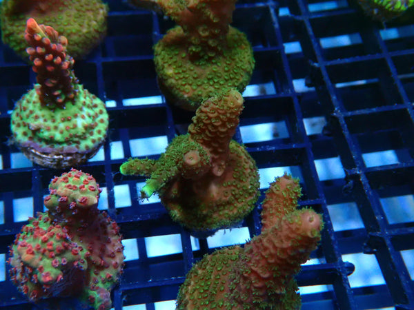 Acropora Frag
