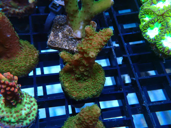 Acropora Frag