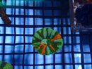 Scoly Unique
