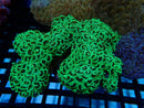 Hammer medium bright green