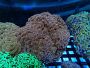 Hammer Ultra medium