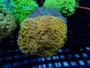 Hammer Ultra medium