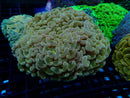 Hammer Ultra medium