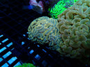 Hammer Ultra Small