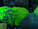 Hammer green sm-med
