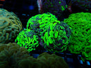Hammer Branching mottled sm-med