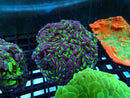 Hammer Branching medium