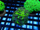 Hammer Branching Ultra