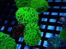 Hammer Branching bright green