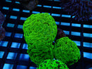 Hammer Branching neon 3 heads