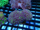 Hammer Branching 2 heads