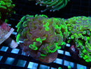 Hammer Ultra small