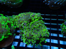 Hammer Ultra branching
