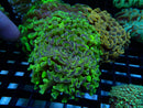 Hammer Ultra branching