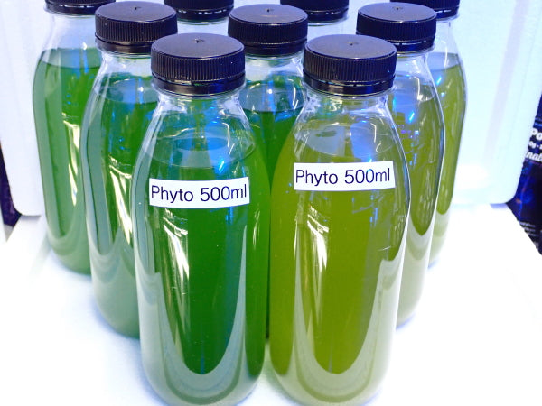 Live Phytoplankton single strain 500ml