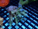 Acropora small