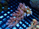 Acropora sm-med