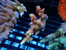 Acropora SSC small