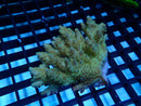 Acropora small