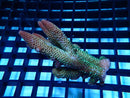Acropora small