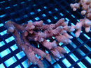 Acropora sm-med