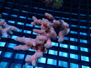 Acropora sm-med