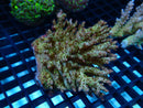 Acropora sm-med