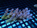 Acropora sm-med