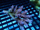 Acropora sm-med