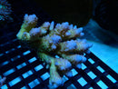 Acropora sm-med