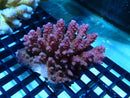 Acropora sm-med