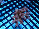 Acropora small