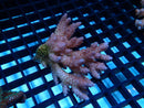Acropora small