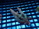 Acropora small