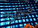 Acropora sm-med
