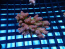 Acropora sm-med