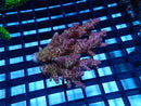 Acropora small