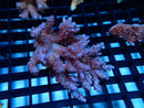 Acropora sm-med