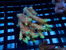 Acropora sm-med