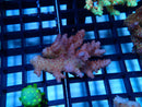 Acropora sm
